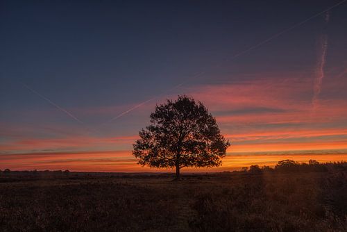 boom in alle stilte op de heide in Ermelo