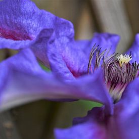 Zijaanzicht van de paarse Clematis von DoDiLa Foto's