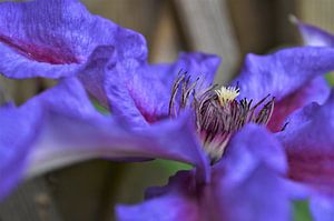 Zijaanzicht van de paarse Clematis