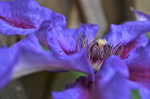 Zijaanzicht van de paarse Clematis van DoDiLa Foto's