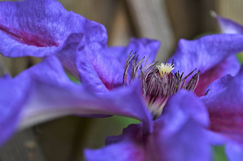 Zijaanzicht van de paarse Clematis par DoDiLa Foto's