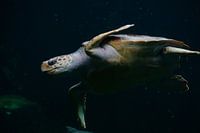 Sea turtle