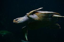 Sea turtle by Katrien Ertryckx
