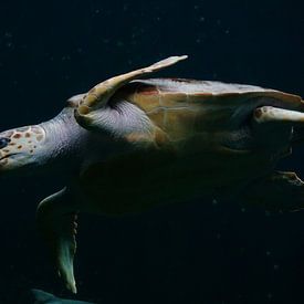 Sea turtle by Katrien Ertryckx