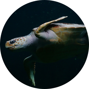 Zeeschildpad van Katrien Ertryckx