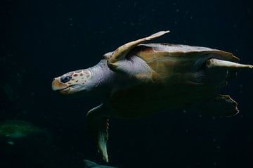 Sea turtle by Katrien Ertryckx