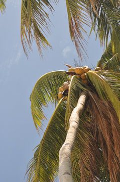 Palmboom van Koen Venneman