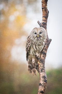 ancient owl