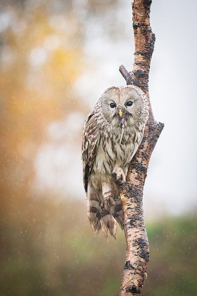 hibou ancien par Andy van der Steen - Fotografie