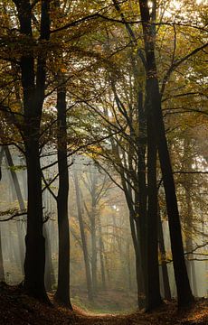 Bergherbos in de mist. van René Jonkhout