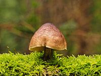 Champignon d'abat-jour