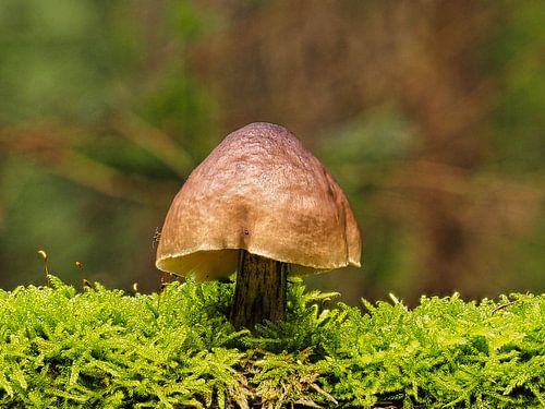 Lampenschirm Pilz