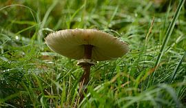 Pilz von Jos Burger