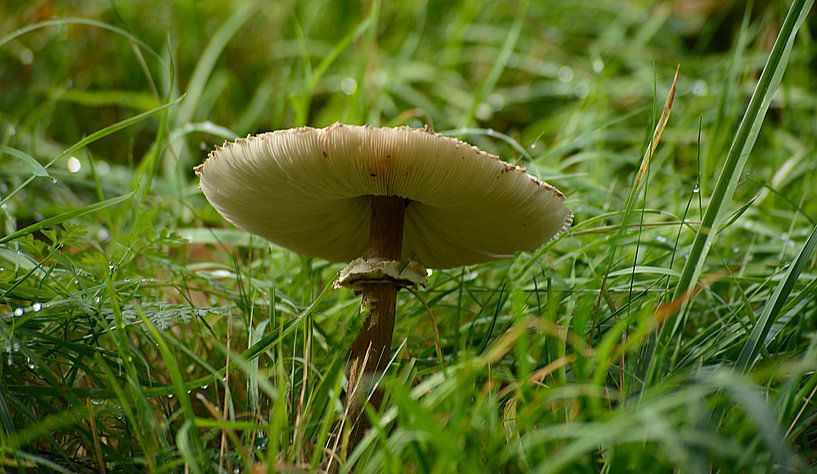 Champignon par Jos Burger