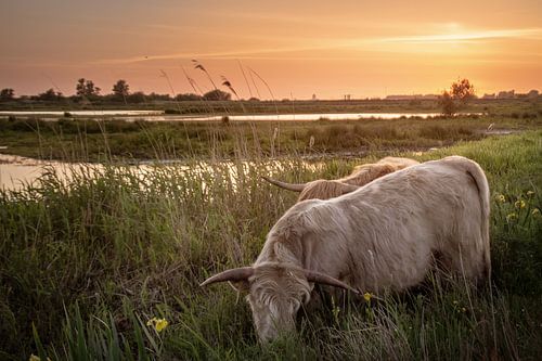 Scotse Hooglander