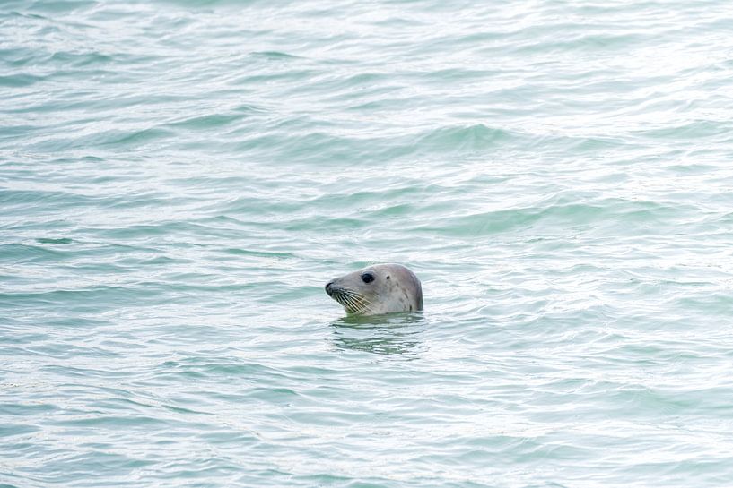 Seal at the Brouwersdam sluice by Merijn Loch