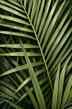 Palm Leaf Pattern Harmony