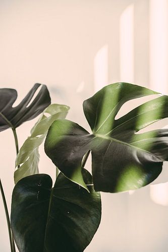 Monstera Deliciosa by Patrycja Polechonska