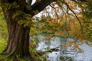 Herbst auf dem Lek von Willem Laros | Reis- en landschapsfotografie