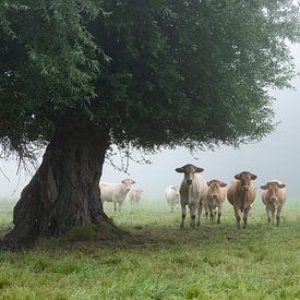 blonde d'aquitaine koeien in mistig weiland met twee wilgen in Frankrijk vlakbij de seine ten westen van Parijs. van anton havelaar