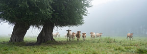 blonde d'aquitaine koeien in mistig weiland met twee wilgen in Frankrijk vlakbij de seine ten westen van Parijs.