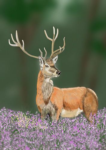 Edelhert op de heide