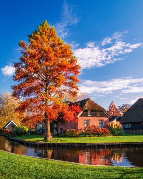 Autumn Tree by the Canal in Giethoorn in the Netherlands by Arda Acar