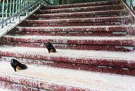 Vrouwenschoenen op een trap van Frank Herrmann thumbnail