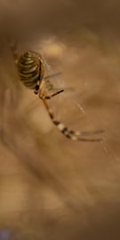 Hidden Spider by Ankie Kooi