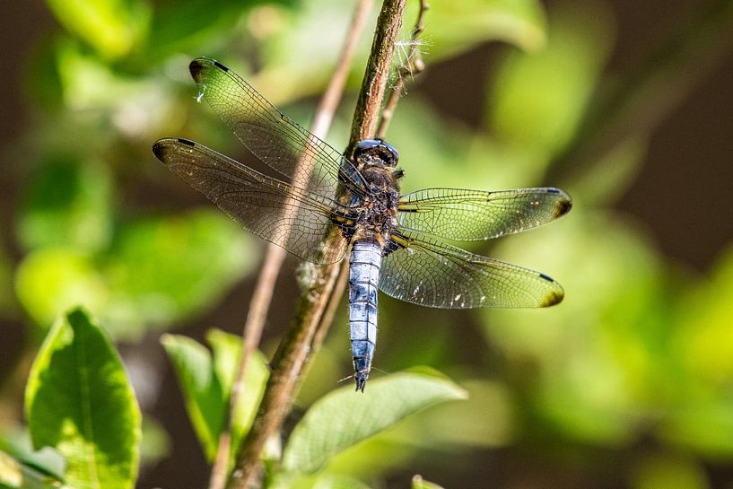 Blue-White Libelle in close up. by Brian Morgan