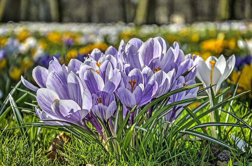 Lila und weißen Krokusse von Frans Blok