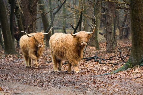 Scottish Highland cattle