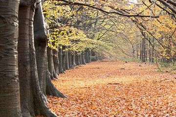 Dutch Autumn! Colourful splendour on the Utrecht Hill Ridge by Peter Haastrecht, van