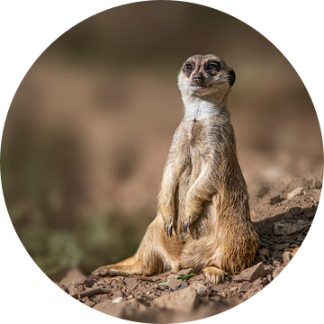 een stokstaartje (Suricata suricatta) zit in de zon en ontspant zich