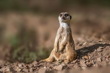 een stokstaartje (Suricata suricatta) zit in de zon en ontspant zich van Mario Plechaty Photography