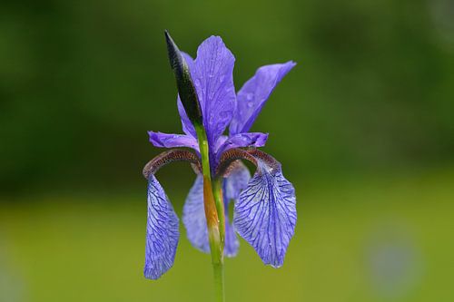 Siberische iris