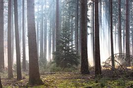 Mistige ochtend in het herfst bos op de Veluwe! van Peter Haastrecht, van