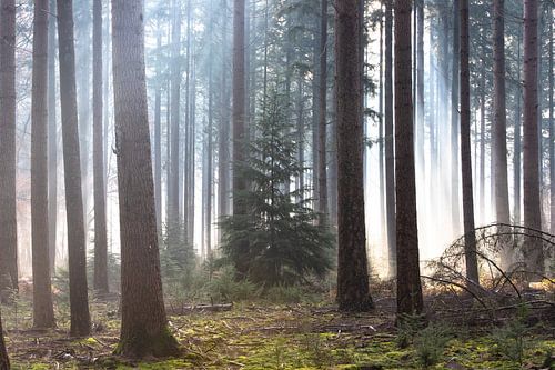 Mistige ochtend in het herfst bos op de Veluwe!