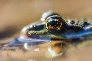 À travers l'œil de la grenouille sur Danny Slijfer Natuurfotografie