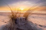 In the dunes of Texel by Ton Drijfhamer thumbnail