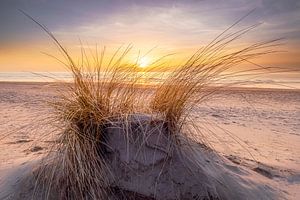 Dans les dunes de Texel sur Ton Drijfhamer