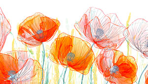 Transparente Mohnblumen