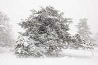 Sneeuw landschap Veluwe von Elroy Spelbos Fotografie Miniaturansicht