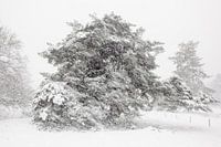 Sneeuw landschap Veluwe