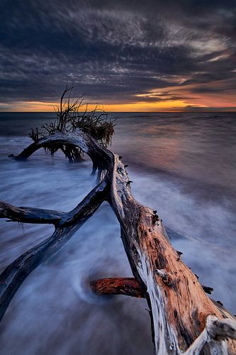 Aan de westkust - Darss