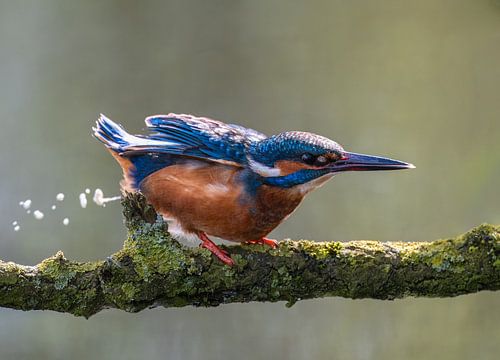 IJsvogel