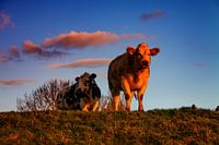 Dutch cows in the sun