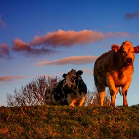 Dutch cows in the sun van Eric ijdo