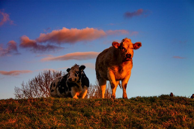 Dutch cows in the sun par Eric ijdo