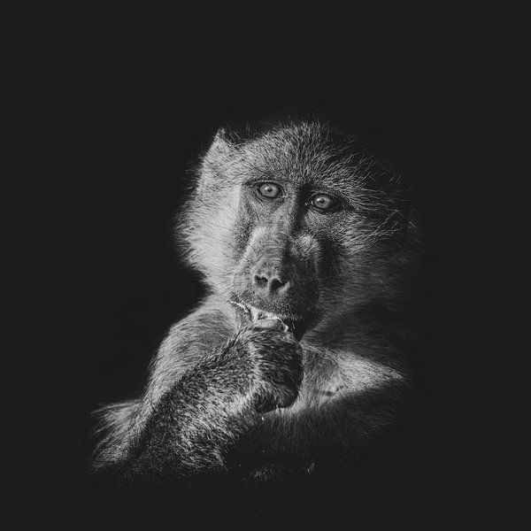 Africa Black: Yellow Baboon by Jack Soffers